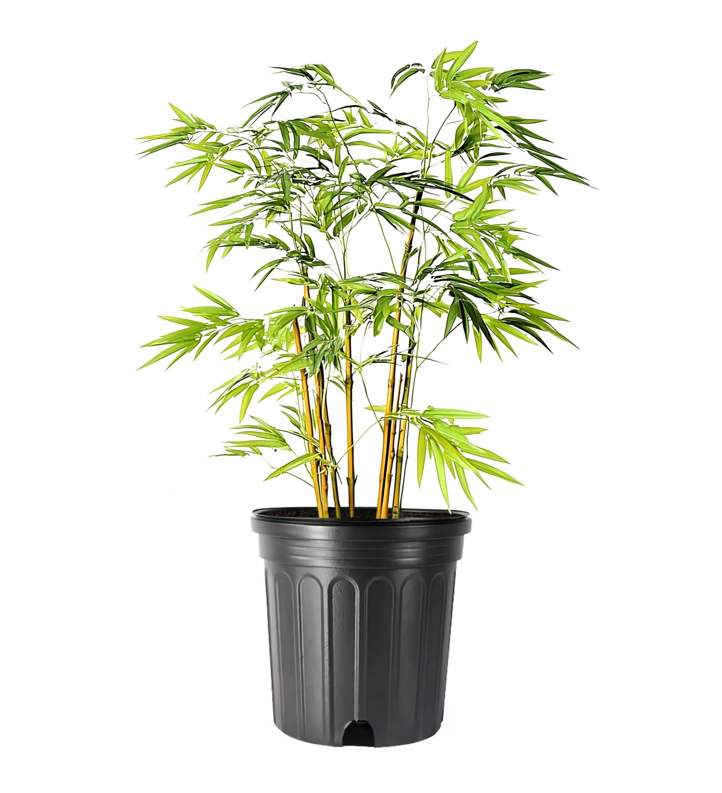 Bamboo Golden Goddess | 1 Large Gallon Size Plant | Bambusa multiplex | Fast Growing Clumping Bamboo | Privacy Hedge Windbreak Landscapes Borders Beds Decorative Accent Outdoor Screening Garden Zone