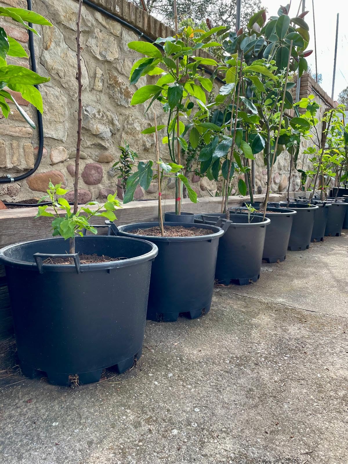 Genérico Maceta Exterior Grande para Frutales, con Asas - Ø45x33 cm -Cultivo de Citricos, Huerto Urbano, Arbustos y Plantas - Jardinera de vivero con Drenaje Profesional - Plastico PE - Negro Mate