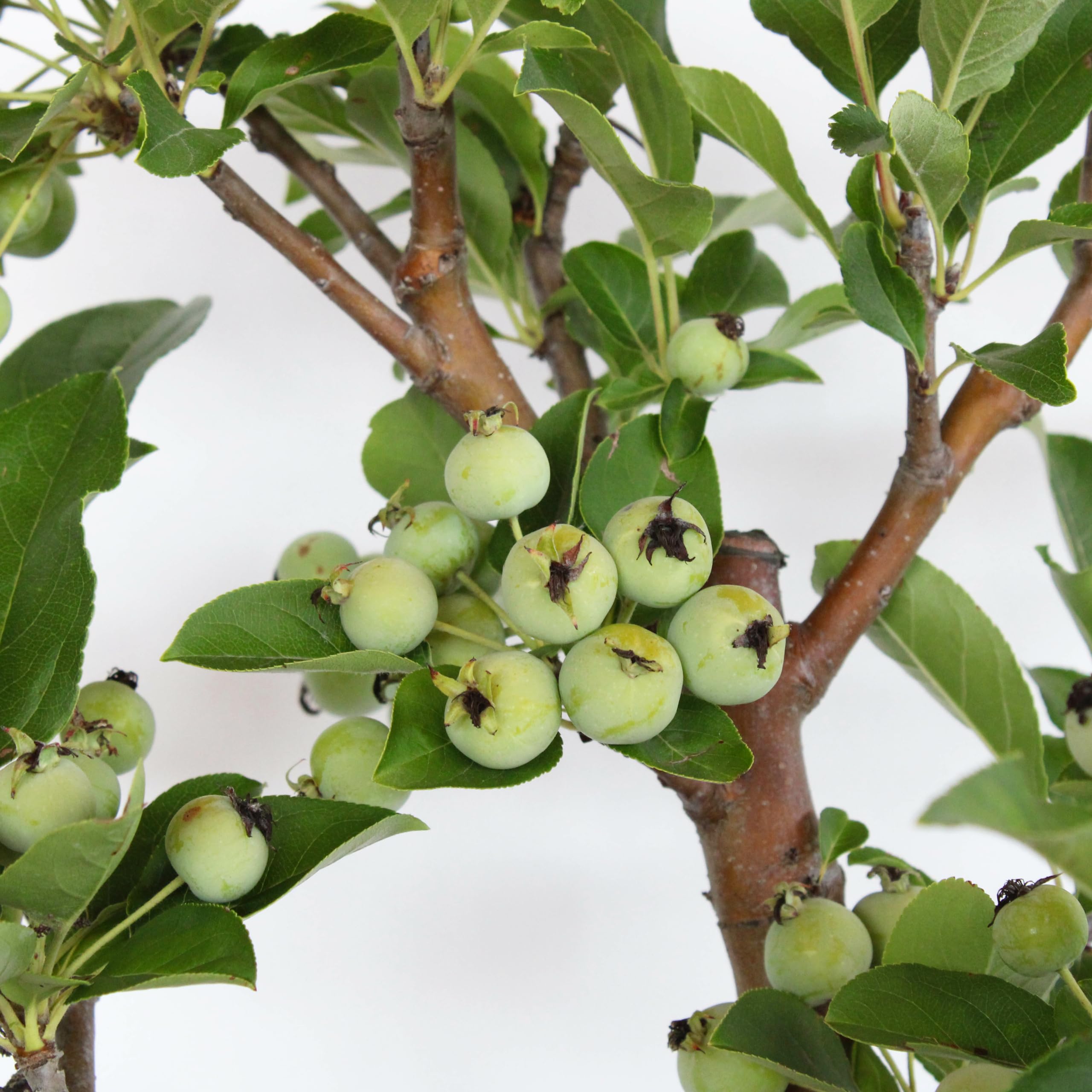 KENTIS - Bonsai di Melo - Malus Sp. - Pianta Vera da Frutto da Esterno - Piante da Giardino Balcone Terrazzo - H 40/45 cm Vaso in Ceramica 26 cm