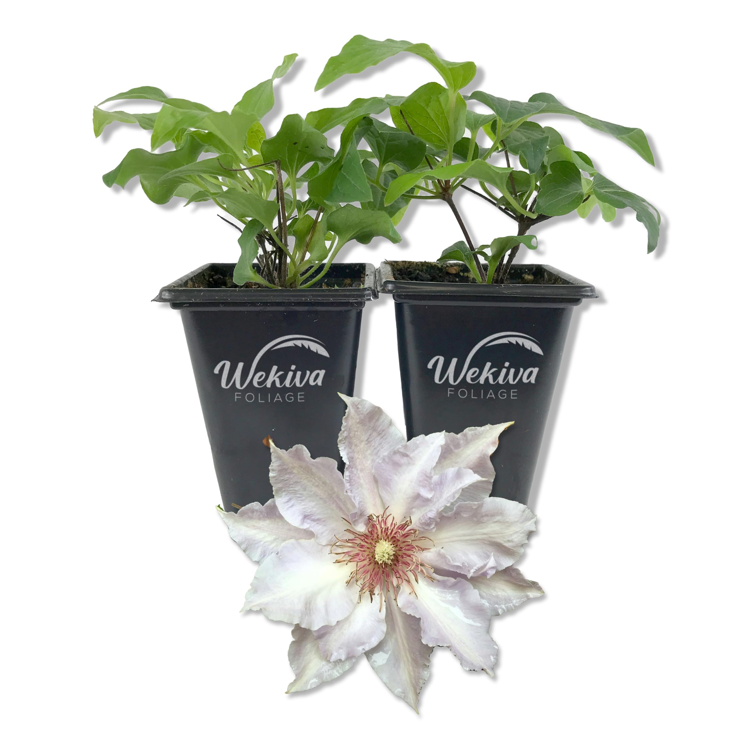 Amazon.com : Clematis Tranquilite - 2 Live Starter Plants in 2