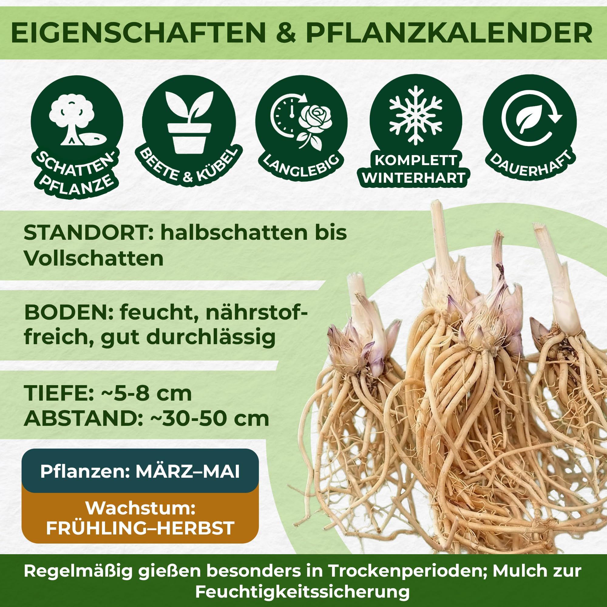 Hosta Pflanze Winterhart - Funkien White Feather - 3 Wurzeln - Stauden Mehrjährig Winterhart - Bodendecker - Pflanzen aus Holland (kein Samen, zwiebeln und nicht künstlich)