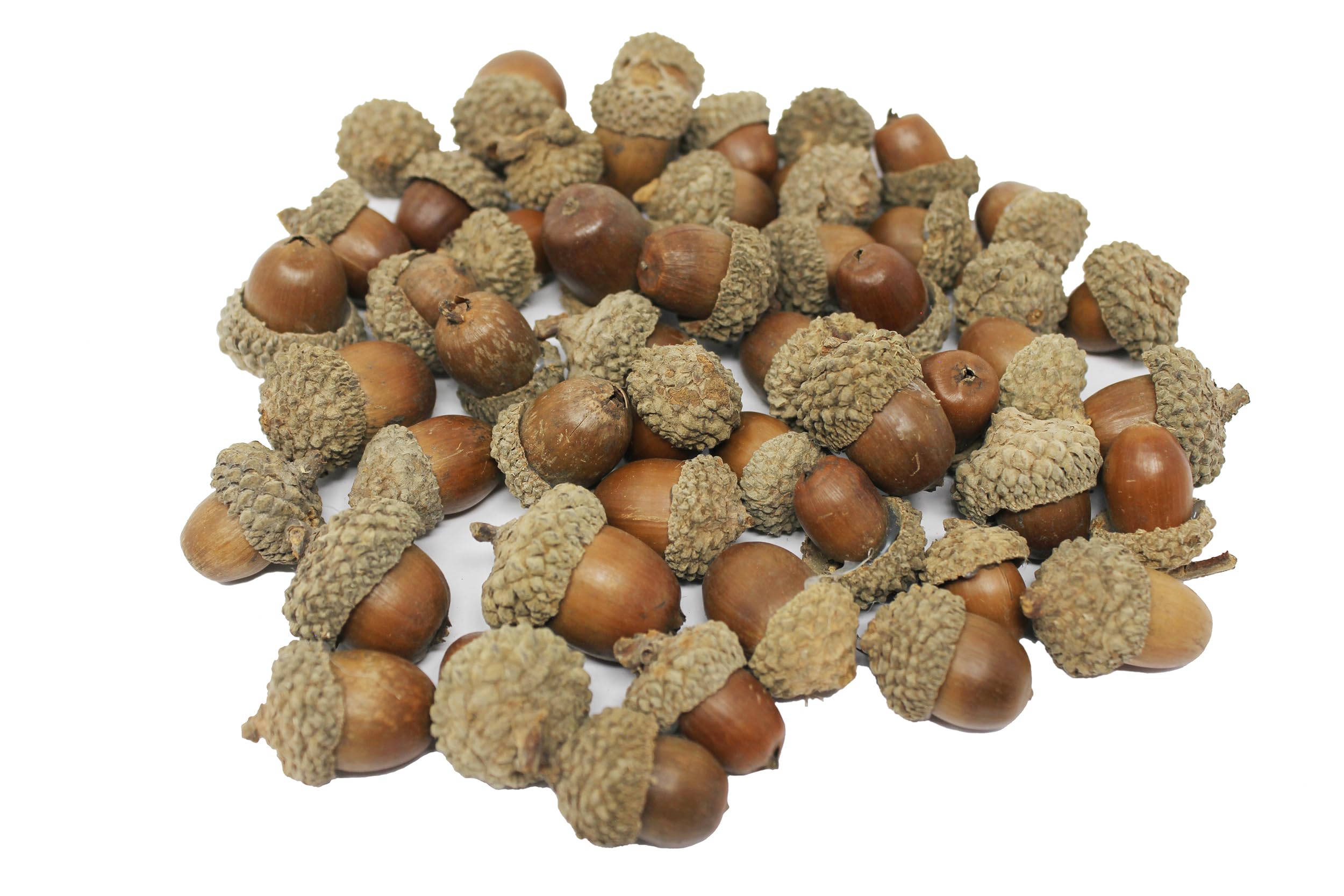 Natural Acorns PK50 2-3cm Ideal for Kids' Arts and Crafts, Christmas, Sensory Stimulation, Festival Party and Festival Decortaion Props for Craft. BI8400.