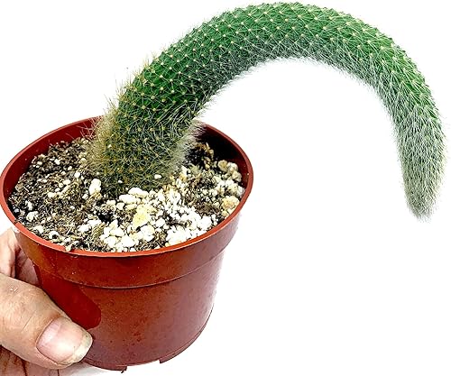 Miniatura 2 de Cactus de cola de mono de 4 pulgadas (Cleistocactus Colademonis) - Fácil de cultivar en interioresexteriores, luz solar indirecta. Suelo bien