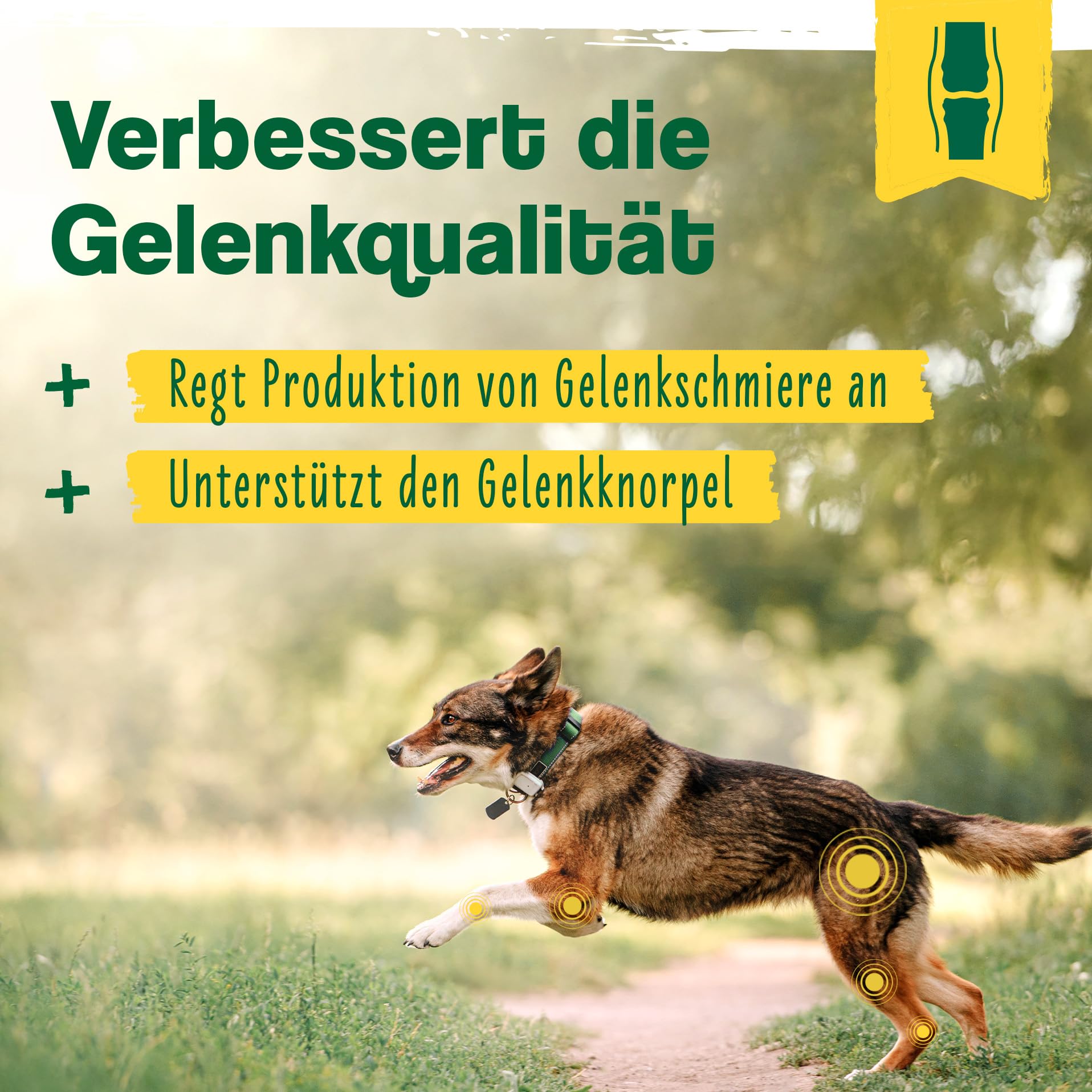 Ida Plus - 100% polvo de mejillón verde para gatos -100 g - mejillón de labios verde para apoyar la función articular - Grasa completa - Sin aditivos - con glicosamaminoglicanos omega 3