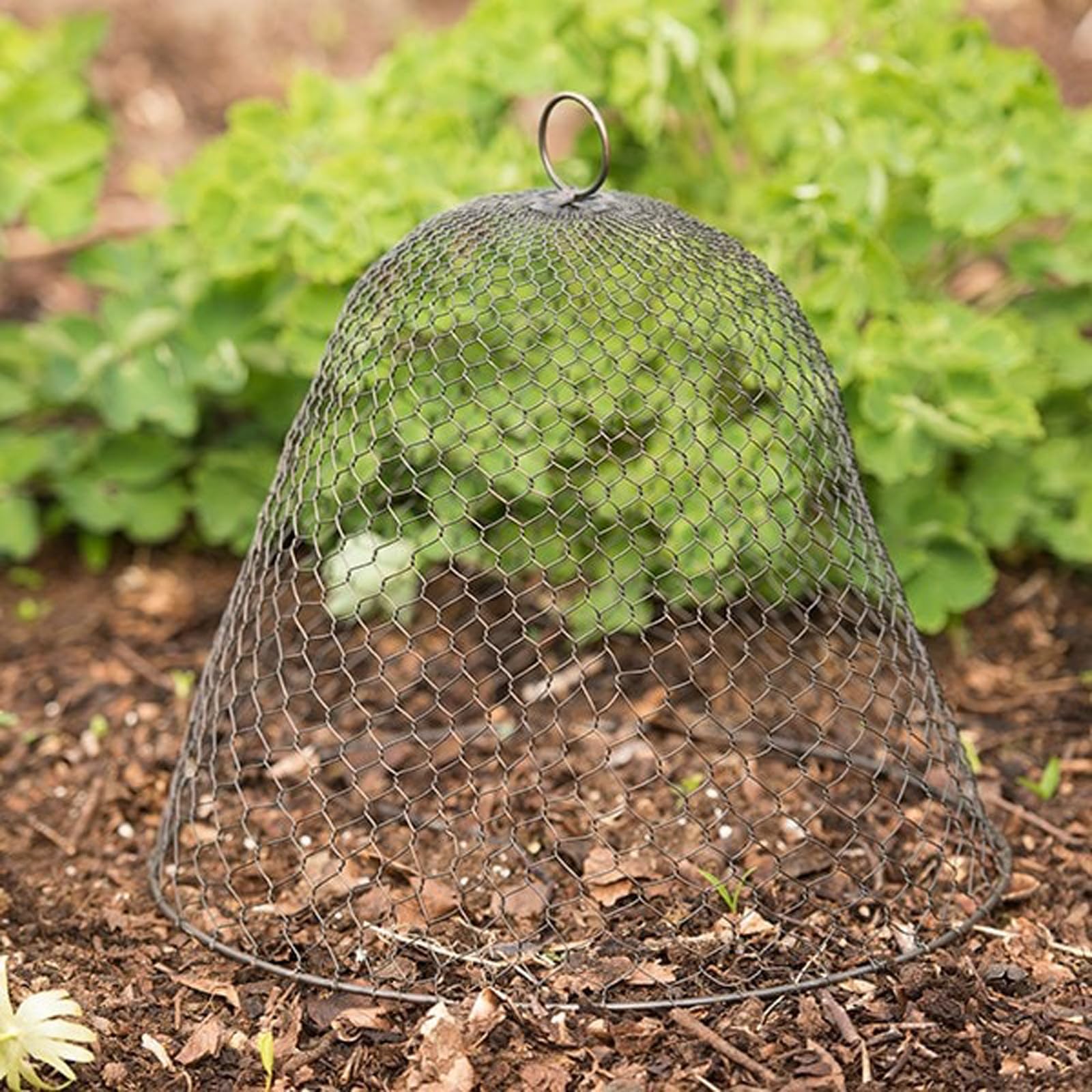 Crocus Collection 40cm Chicken Wire Mesh Cloche Plant Protector Cover Bronze Metal Garden Cloche Dome for Plants Animal Protection