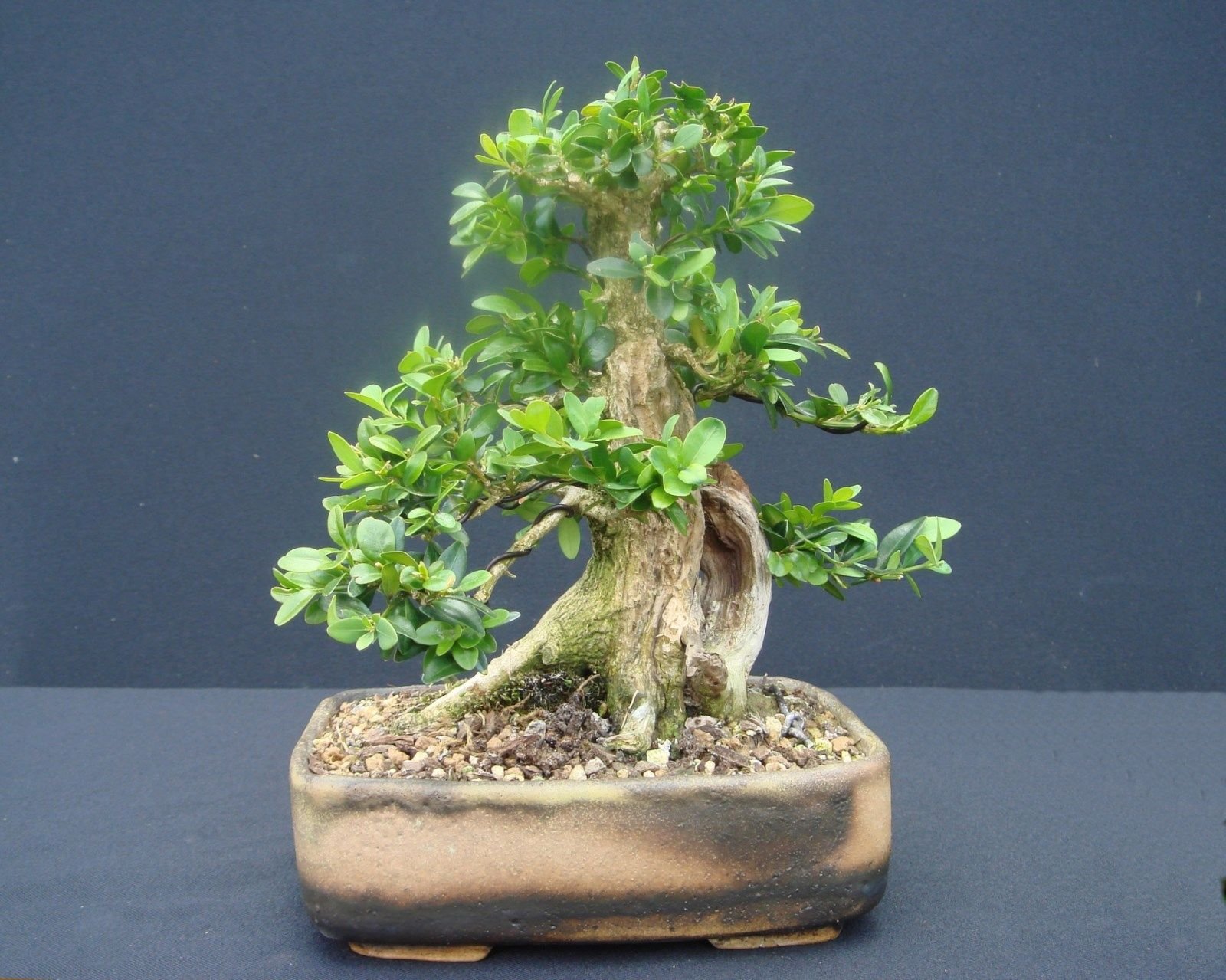 puderquastenstrauch bonsai Seedeo Roter Puderquastenbaum (Caliiandra houstoniana) 20 Samen