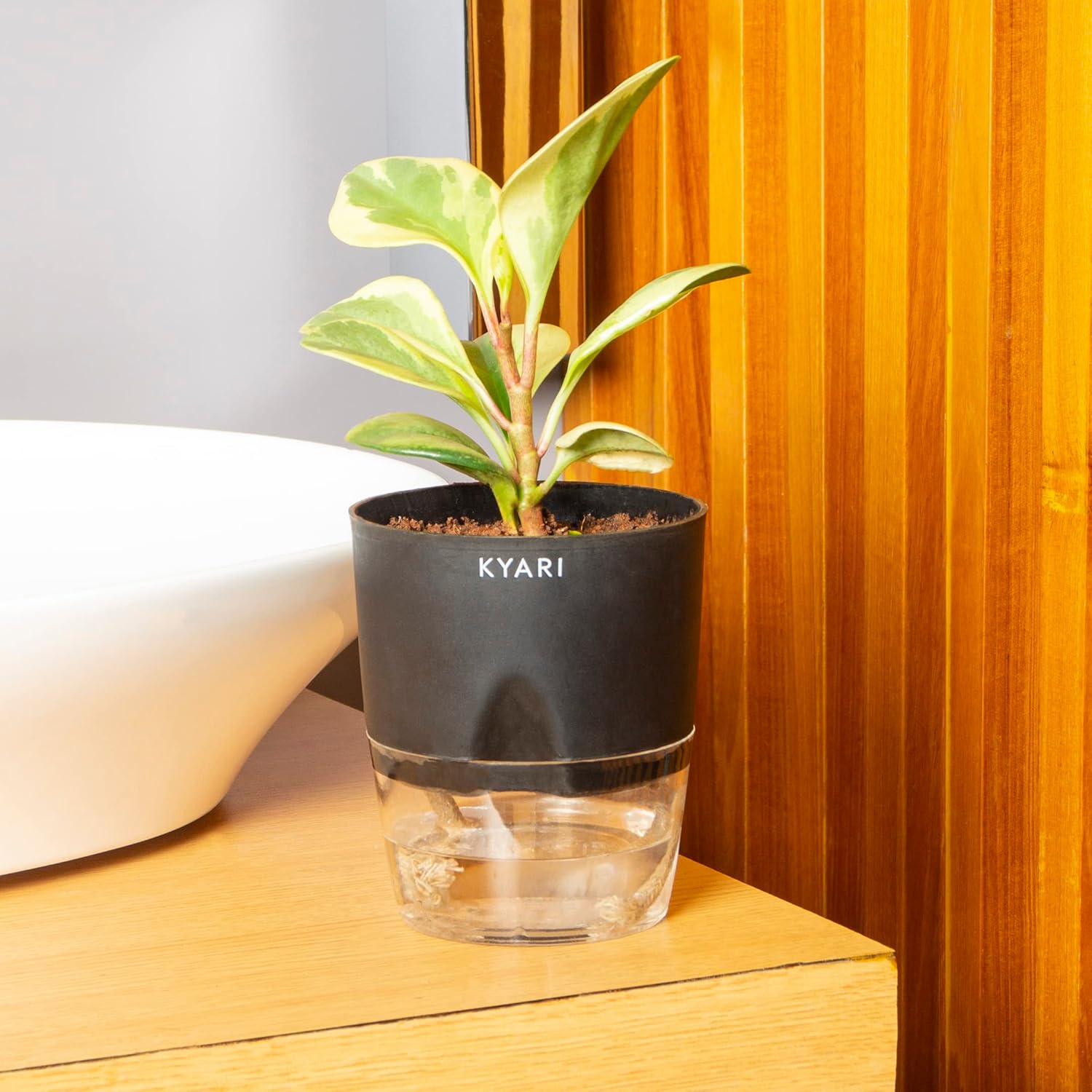 Kyari Peperomia Obtusifolia Variegata Live Plant With Black Self