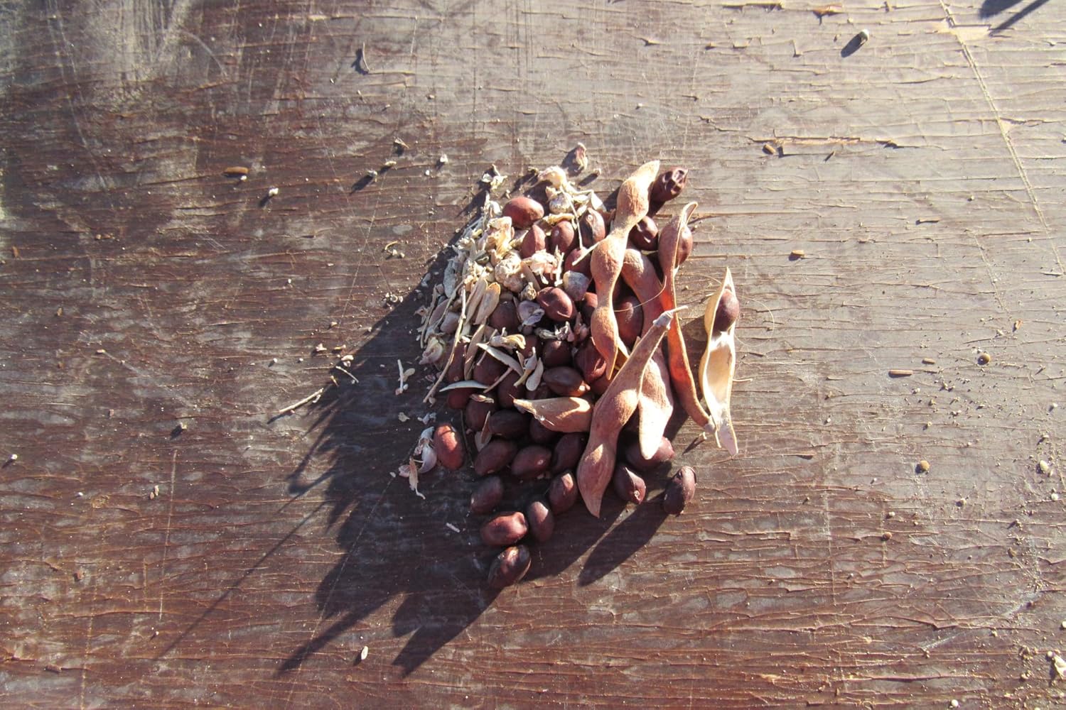 20 Desert Ironwood Tree Seeds Ready to Grow Patio, Lawn