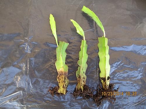 1 planta de árbol frutal de dragón rojo+1 blanco y morado totalmente enraizado