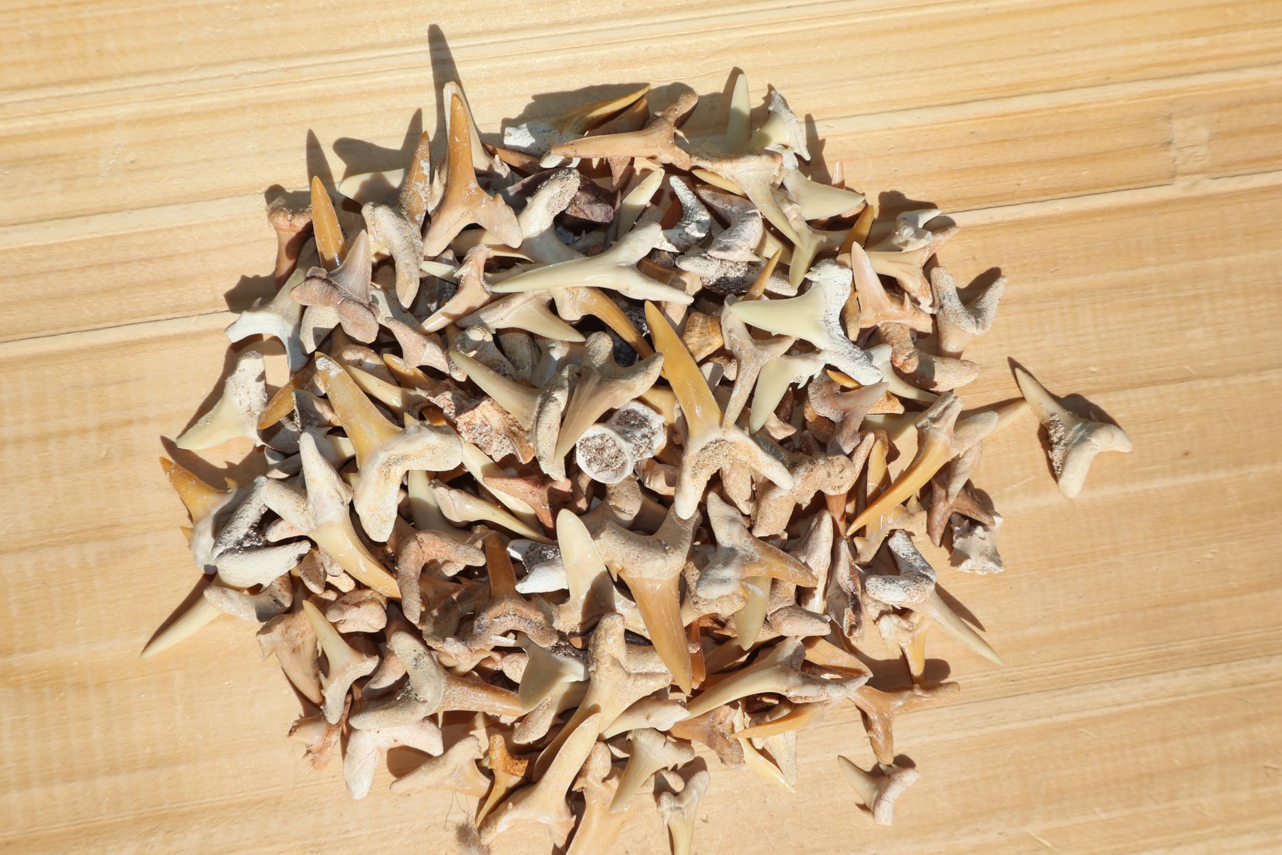 Nature-Watch Grallator Dinosaur Footprint Replica