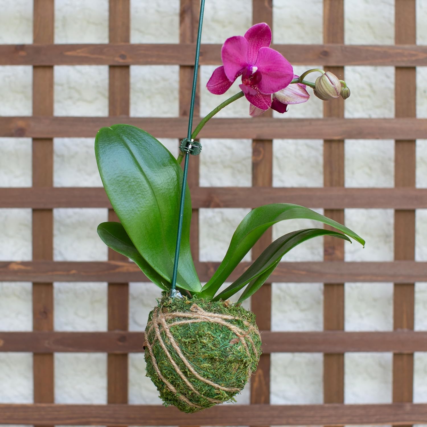 Better-GRO 19” Hanging Kokedama with Phalaenopsis Orchid – Indoor/Outdoor Planter- Pink