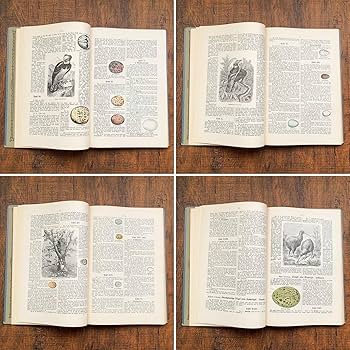 L335 洋書古書　1920−30年代発行　ドイツの可愛いアンティーク鳥図鑑 L335 洋書古書 1920−30年代発行 ドイツの可愛いアンティーク鳥