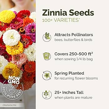 Biancalani 花瓶☆SALE Zinnia Seeds - Cactus Pink Shades #245 - Etsy