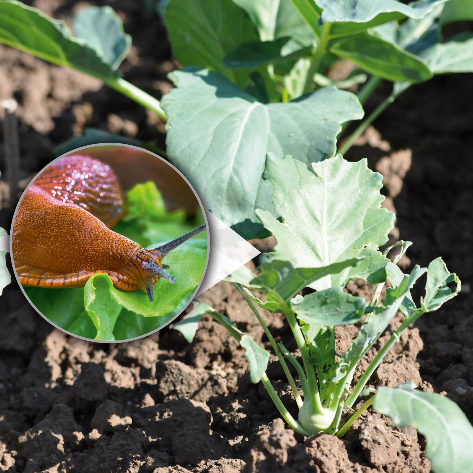 GARDIGO® 12x Trappole per Lumache | Lumachicida Biologico per Orto | Trappola Biologica per Lumache per Giardino | Antilumaca per Giardino | Cattura Lumache | Repellente Lumache