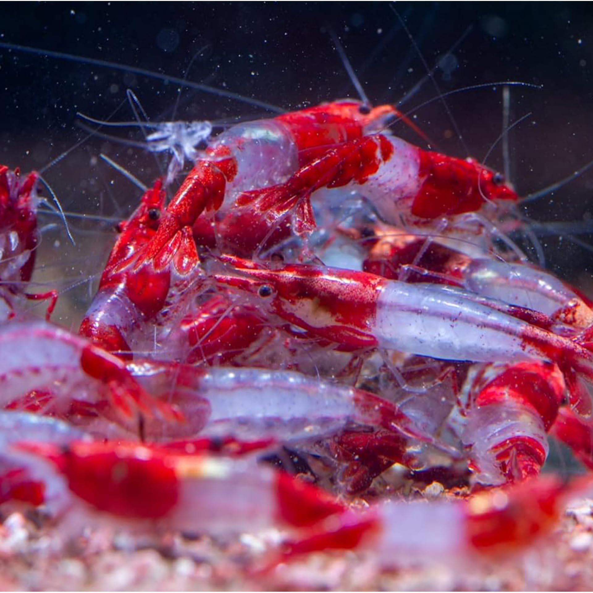 AquaBreedingSkill Lot de 10 Crevettes – Crevettes Vivantes pour Aquarium – Naines Neocaridina, Habitants Pacifiques pour Aquariums, Taille 1,5-2 cm (Red Rilli)