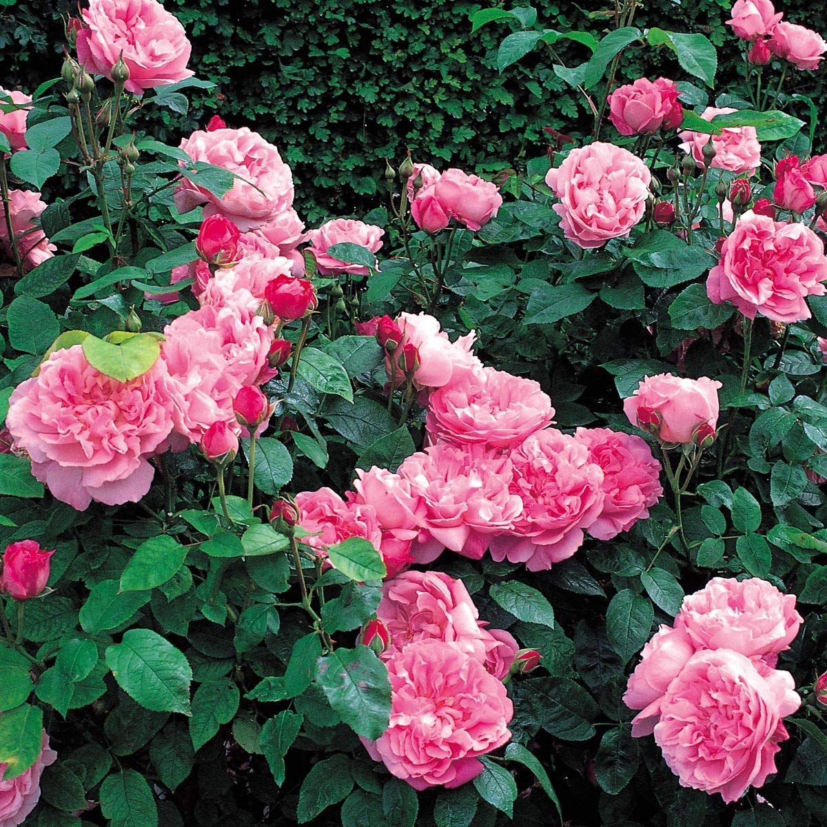 ROYAL LAND Rare Grafted English Tree Rose Plant Mary Rose Pink Color 2 Healthy Live Plant (B083JK6KMS) Amazon Price History, Amazon Price Tracker