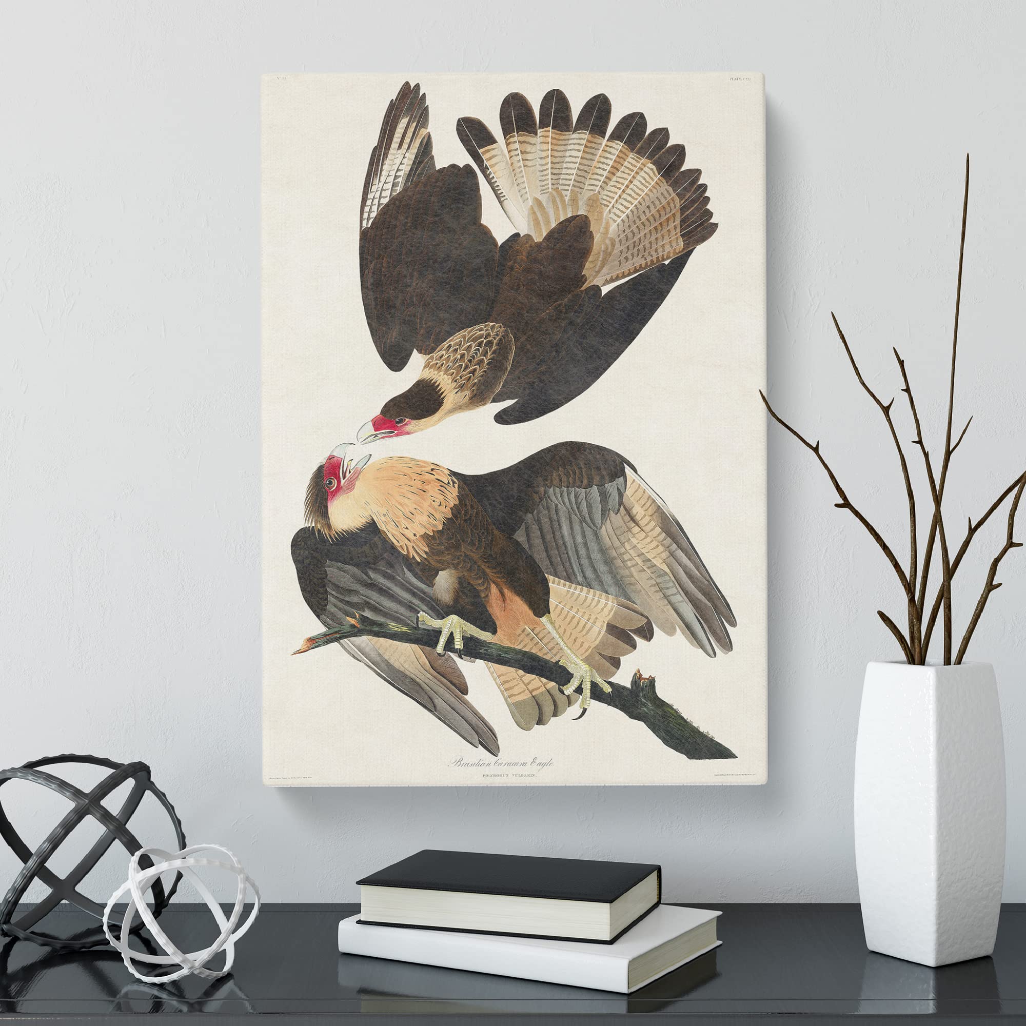 Brasilian Caracara Eagle By John James Audubon Canvas Print, Mixed, 25L x 50W cm - Image 3
