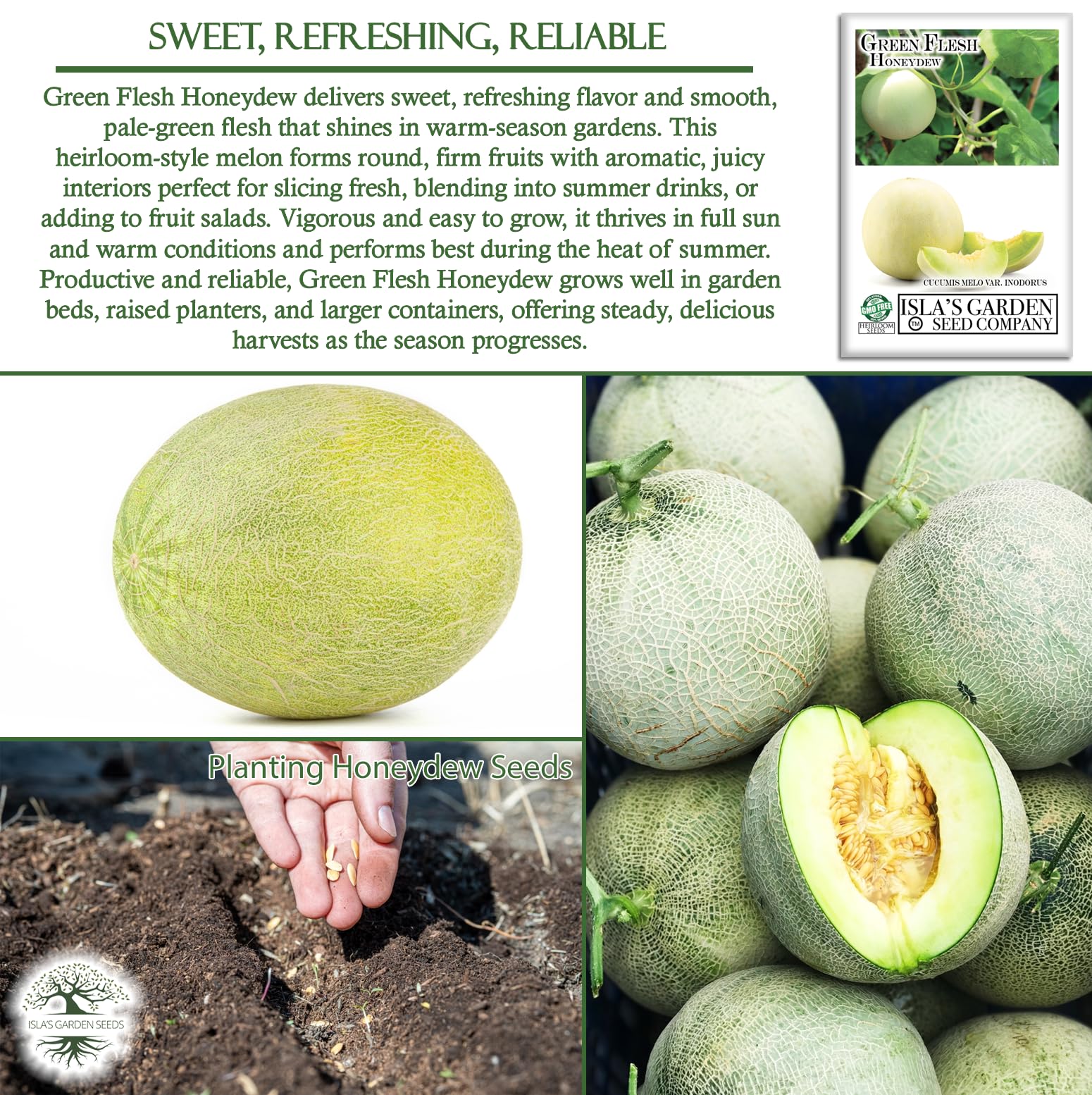 Amazon.com : Green Flesh Honeydew Melon Seeds (Cucumis melo) – 50+