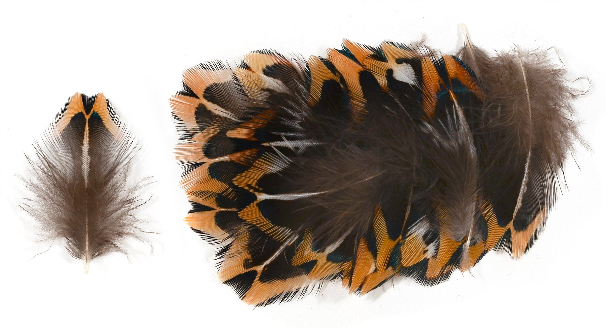 Ring-necked Pheasant Upper Back Feathers (20 Pieces), Orange, White, Black and Iridescent Green (Small)