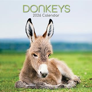 Gifted Stationery Co、Donkeys 2026年壁掛けカレンダー、12インチ x 12インチ、ホチキス止め綴じ付き16ヶ月カレンダー