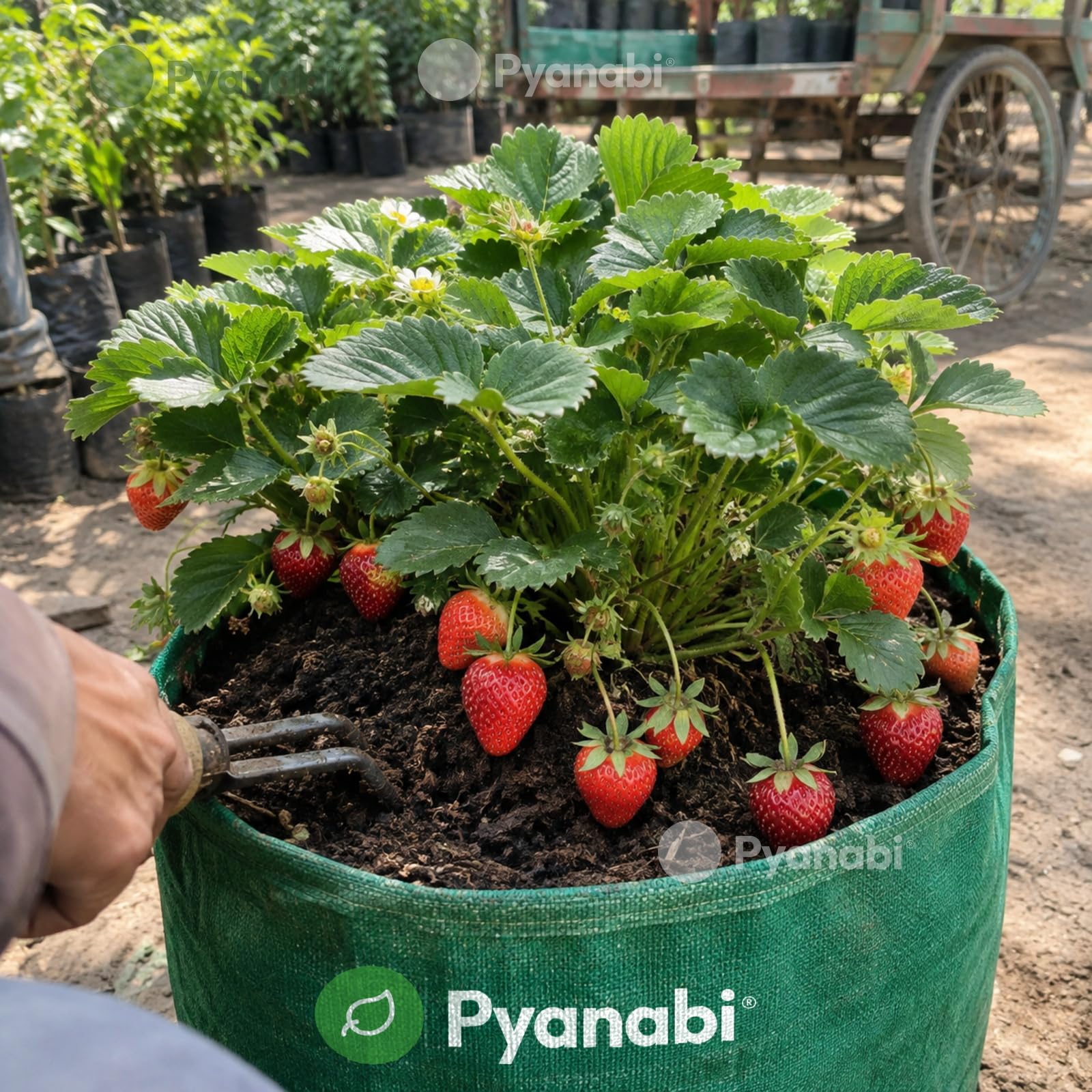 Thai Strawberry Plant - Grow Your Own! -3 Thai Strawberry Plant - Grow Your Own! -3