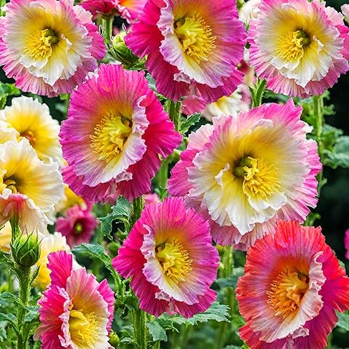 400+ Hollyhock Seeds: Vibrant Carnival Mix (Pink, Yellow, White) for