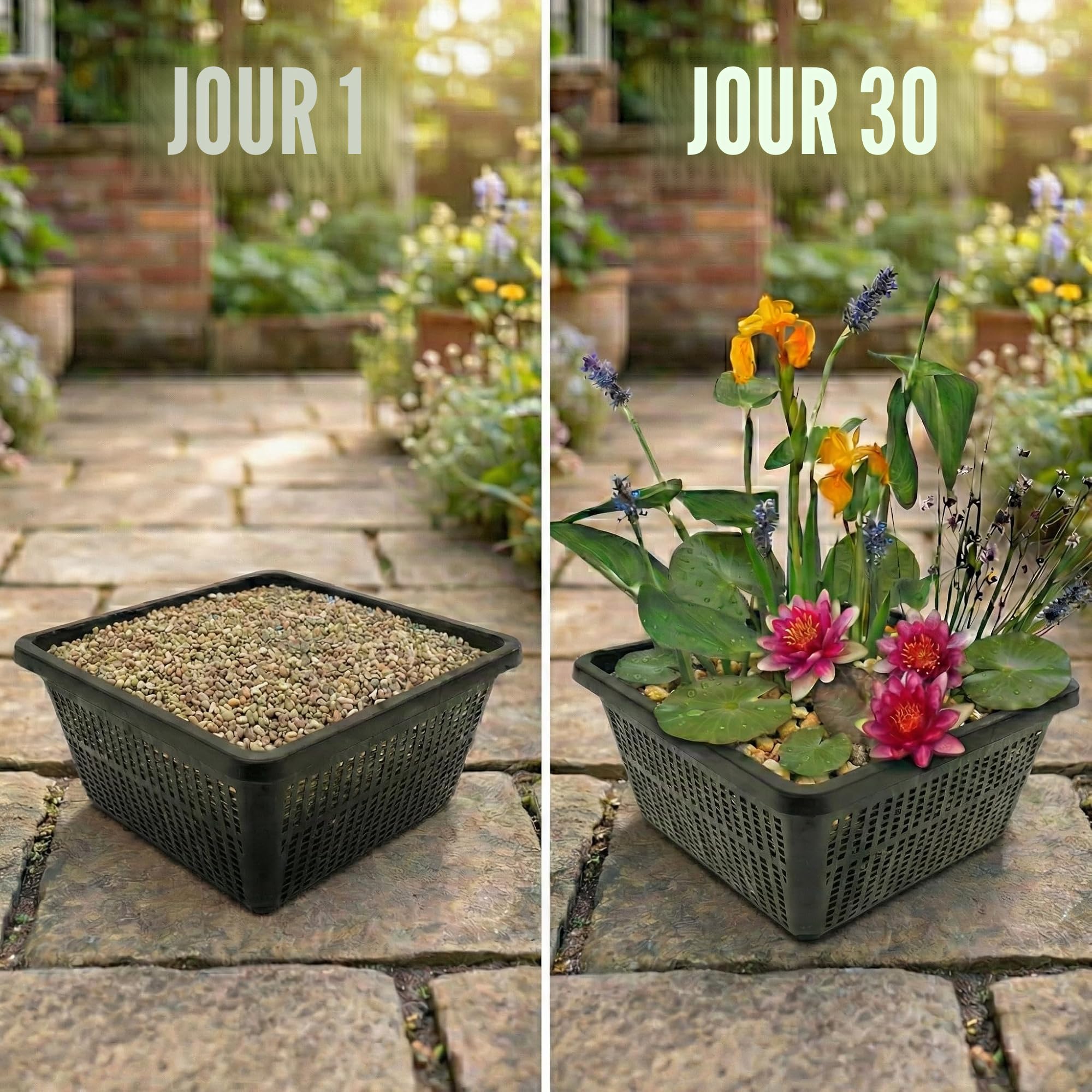 vdvelde․com - Mini bassin rouge, nénuphar nain et 4 plantes aquatiques | Kit complet avec panier, substrat et engrais, floraison mai à septembre, immersion 10 à 20 cm