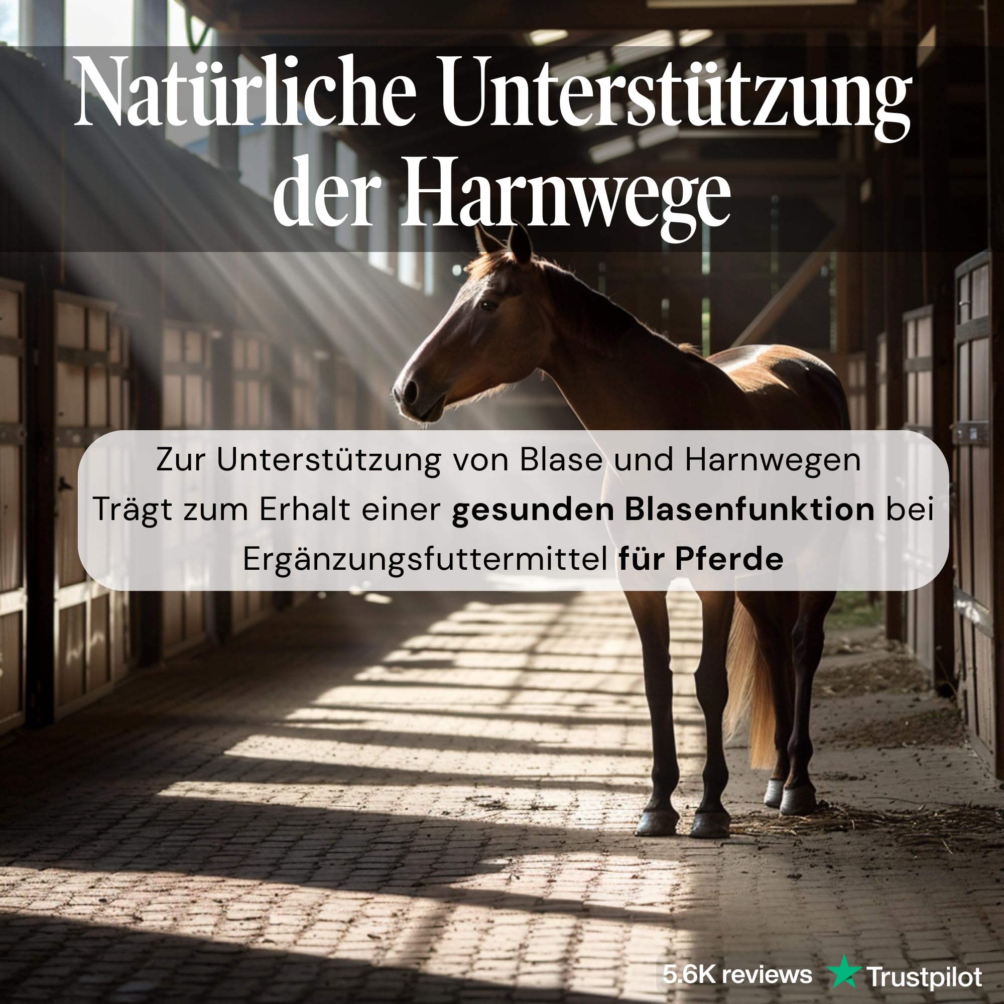 Urologist Aid Pferd – Harnwegshilfe bei Blasenentzündung, Blasensteinen & Nierensteinen – pflanzliches Nahrungsergänzungsmittel zur Unterstützung von Blase & Harnwegen – 180 × 1000 mg – Sensipharm