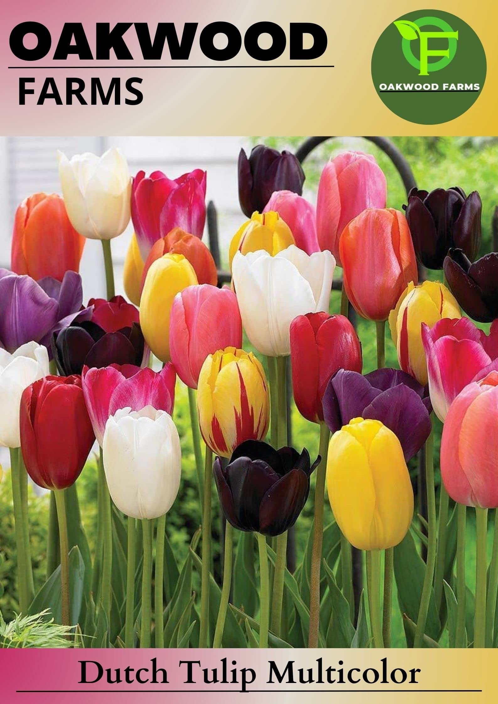 Oakwood Farms� Imported Dutch Tulip MIx Color Flower Bulbs For Gardening (Pack Of 3 Bulbs)