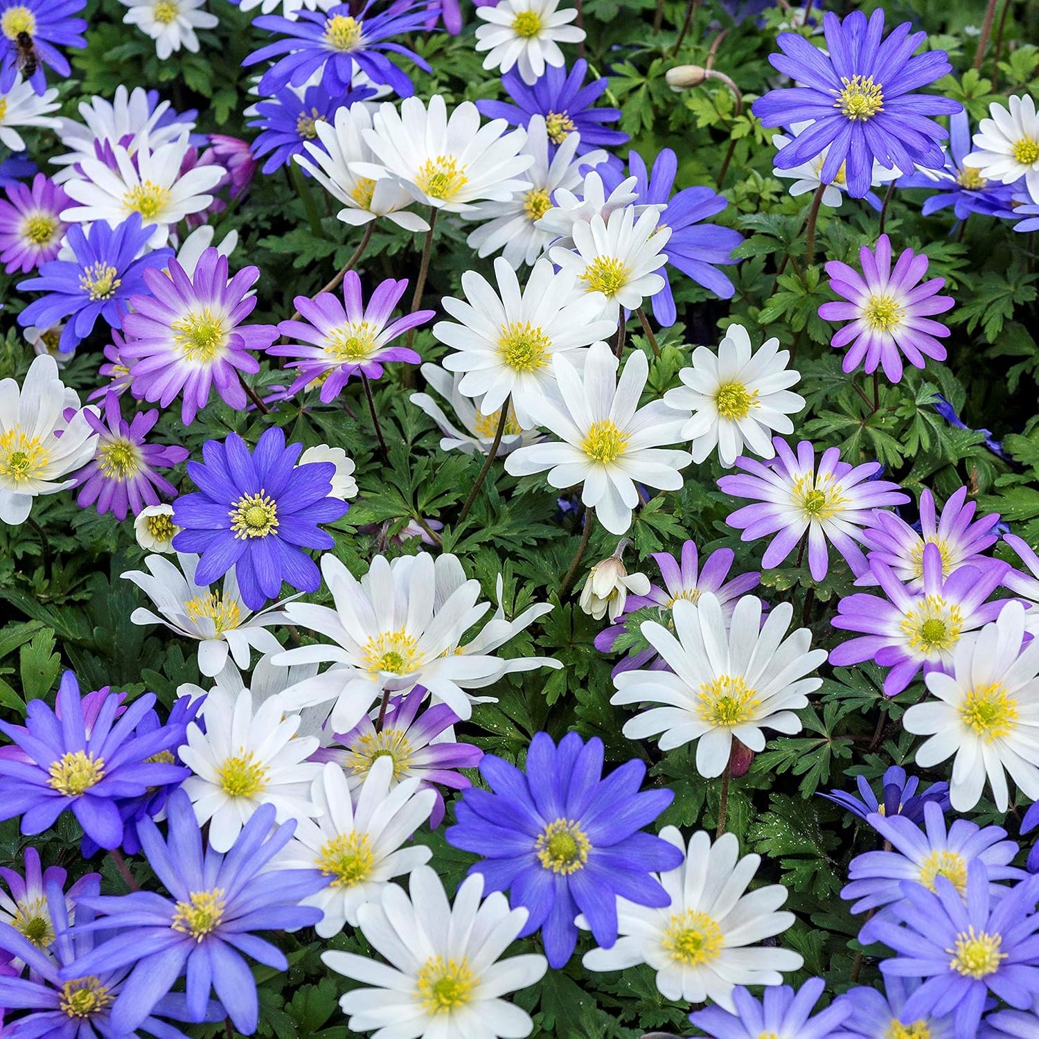 Anemone Blanda Fireworks 30 Bulbs