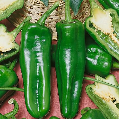 Pepperoncini Pickling F1 Hybrid Sweet Pepper Seeds - Paquete de 300 mg  40 semillas - Sin OMG, híbrido F1 - Huerto - Capsicum annuum