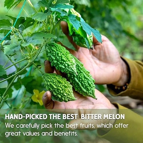 Miniatura 6 de 120 bolsas de té de melón amargo, melón amargo 100% natural y puro. Té de hierbas de melón amargo. Té de frutas de melón amargo. Sin azúcar, sin