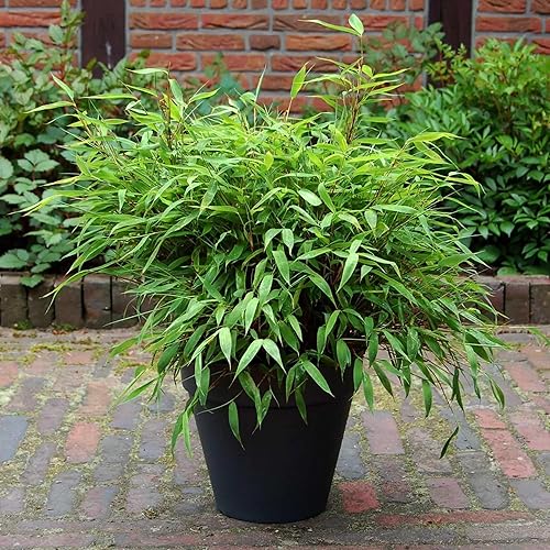 50 semillas de bambú de fuente enana Semillas ornamentales perennes Privacidad