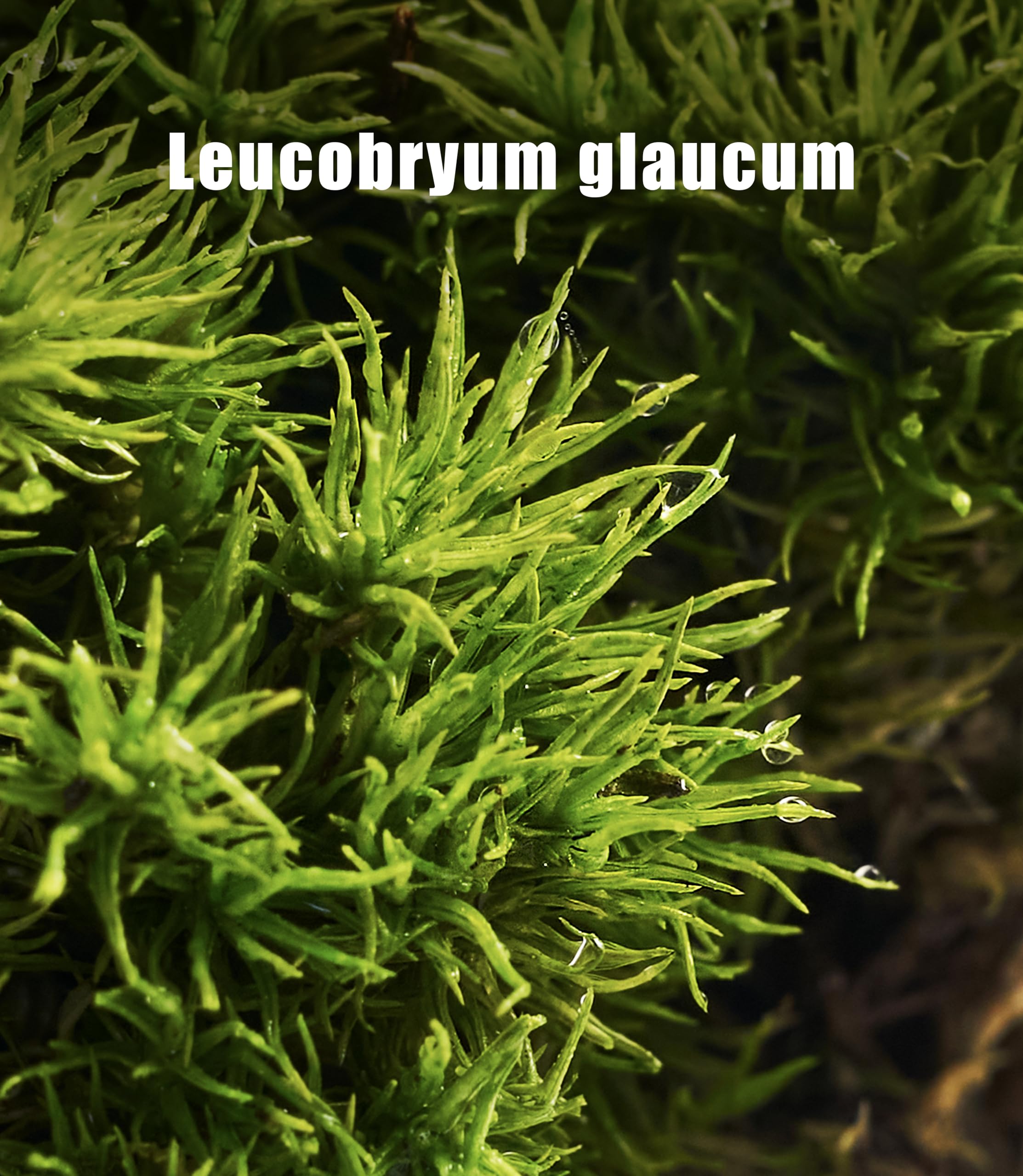 LUCKY PLANT - Paquete variado de musgo vivo fresco, ideal para terrarios de bricolaje, bonsái en miniatura, plantas en maceta, reptiles, suculentas (una pieza entera de musgo fresco de 8 x 8 pulgadas)