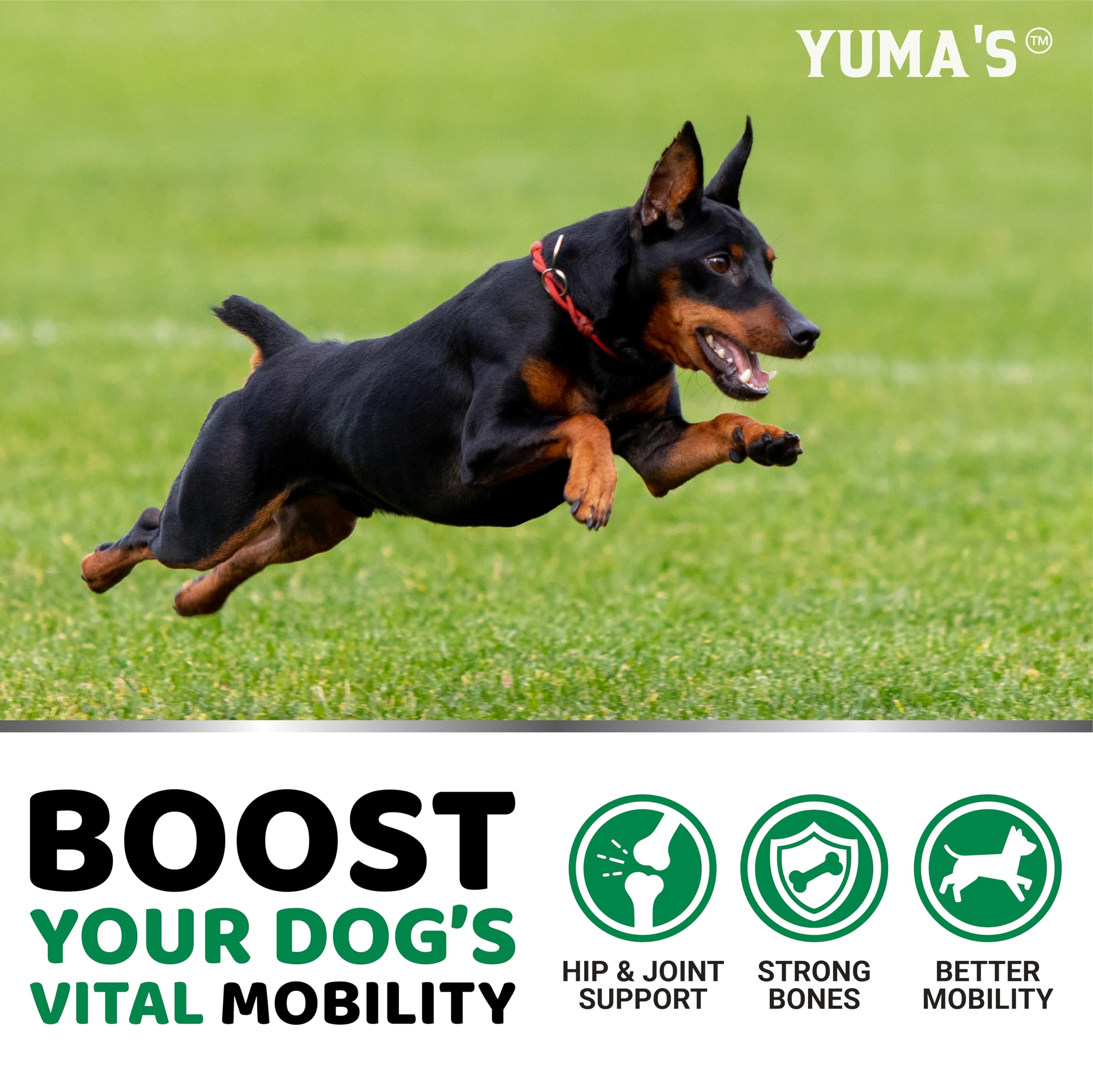 YUMA'S Hemp Hip and Joint Supplement for Dogs - Glucosamine for Dogs - 170 Joint Pain Relief Chews - Chondroitin, MSM - Hemp Oil - Advanced Canine Health Supplement - Mobility Support Treats - image 4