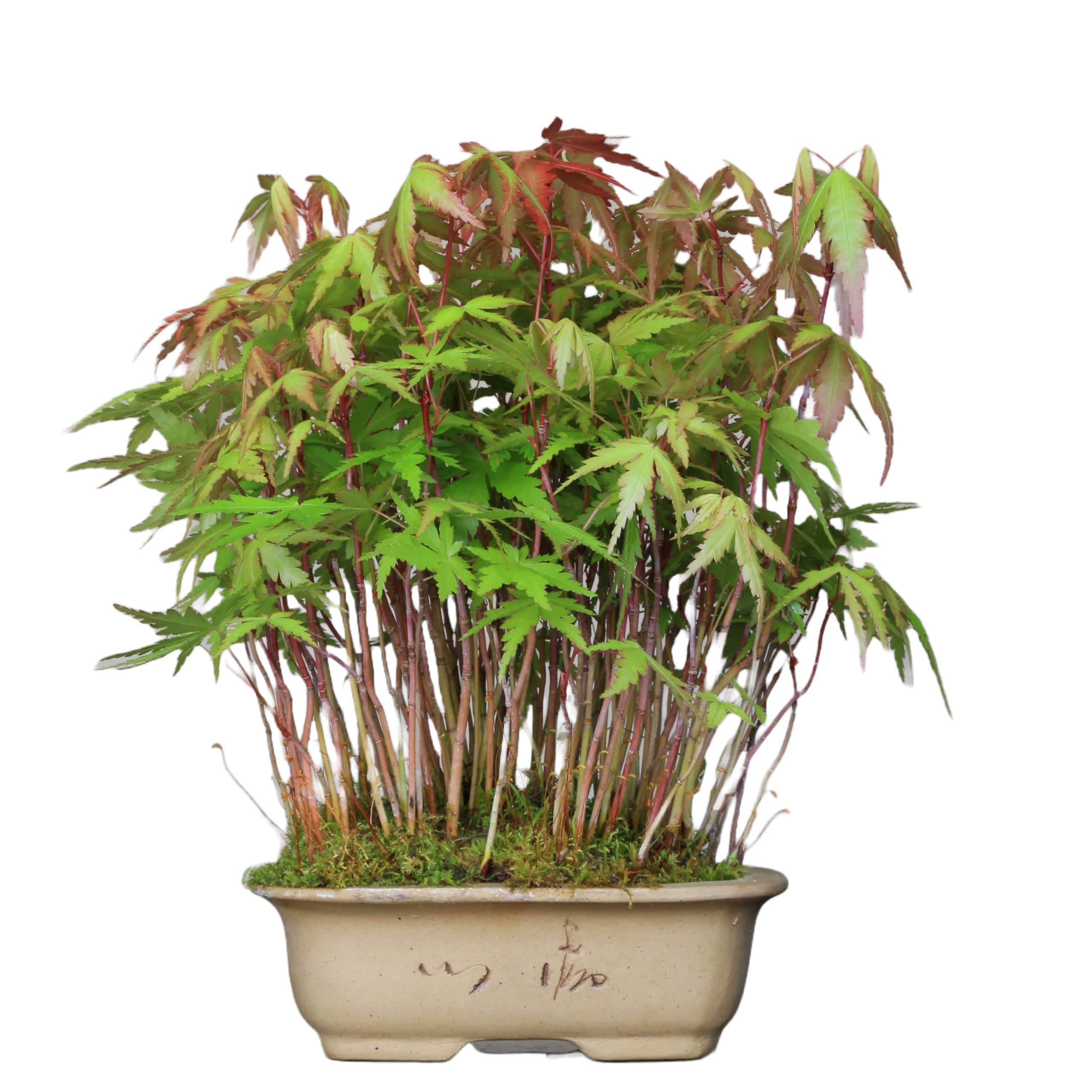Amazon.co.jp: 紅葉『山もみじ』実生寄せ 小品盆栽 : DIY・工具・ガーデン