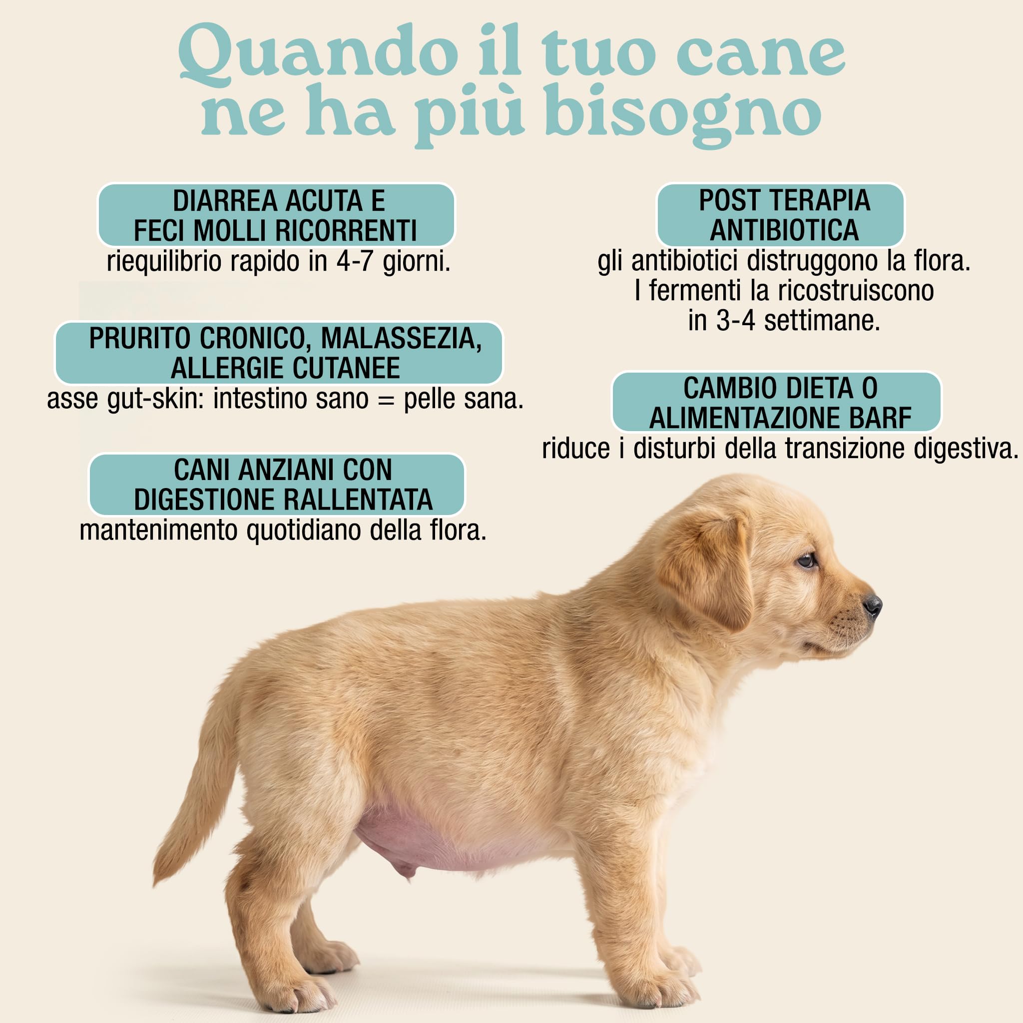 MyPetPrime Fermenti Lattici Cane ACTIVE 30 Cpr Probiotici Digestivi da 6,5 Miliardi con Inulina - Equilibrio Intestinale e Digestione, Ripristino della Flora Batterica, Riduzione di Prurito Cutaneo