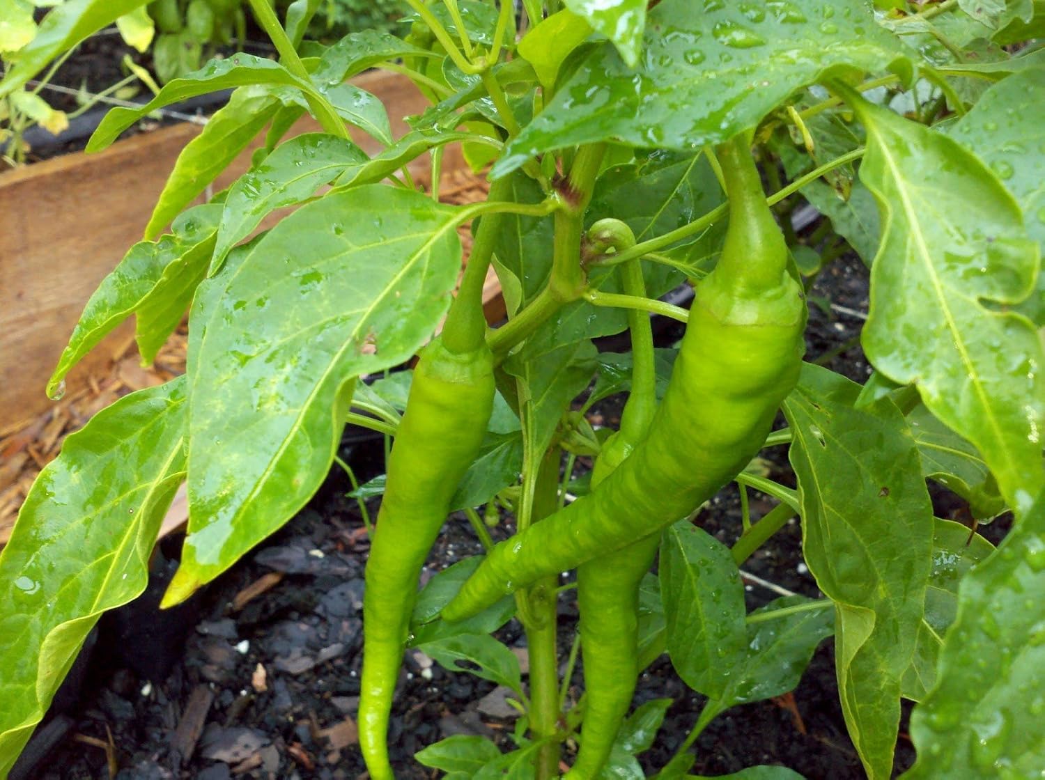 Cowhorn Hot Pepper Live Plant Patio, Lawn & Garden