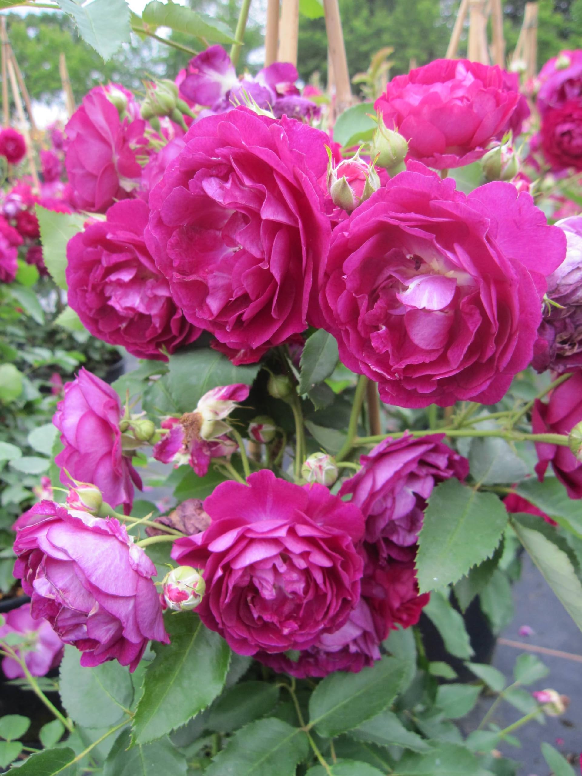 Rose Rosengarten Zweibrücken ® - Kletterrose - Warner Rose