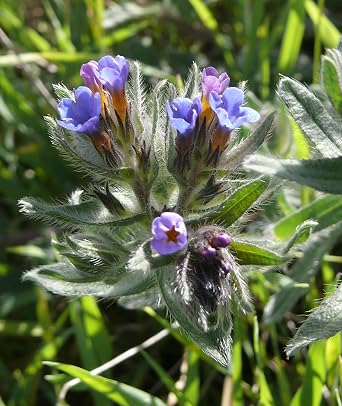 Bulk Herbs: Alkanet Root, Pieces (Wild Crafted)