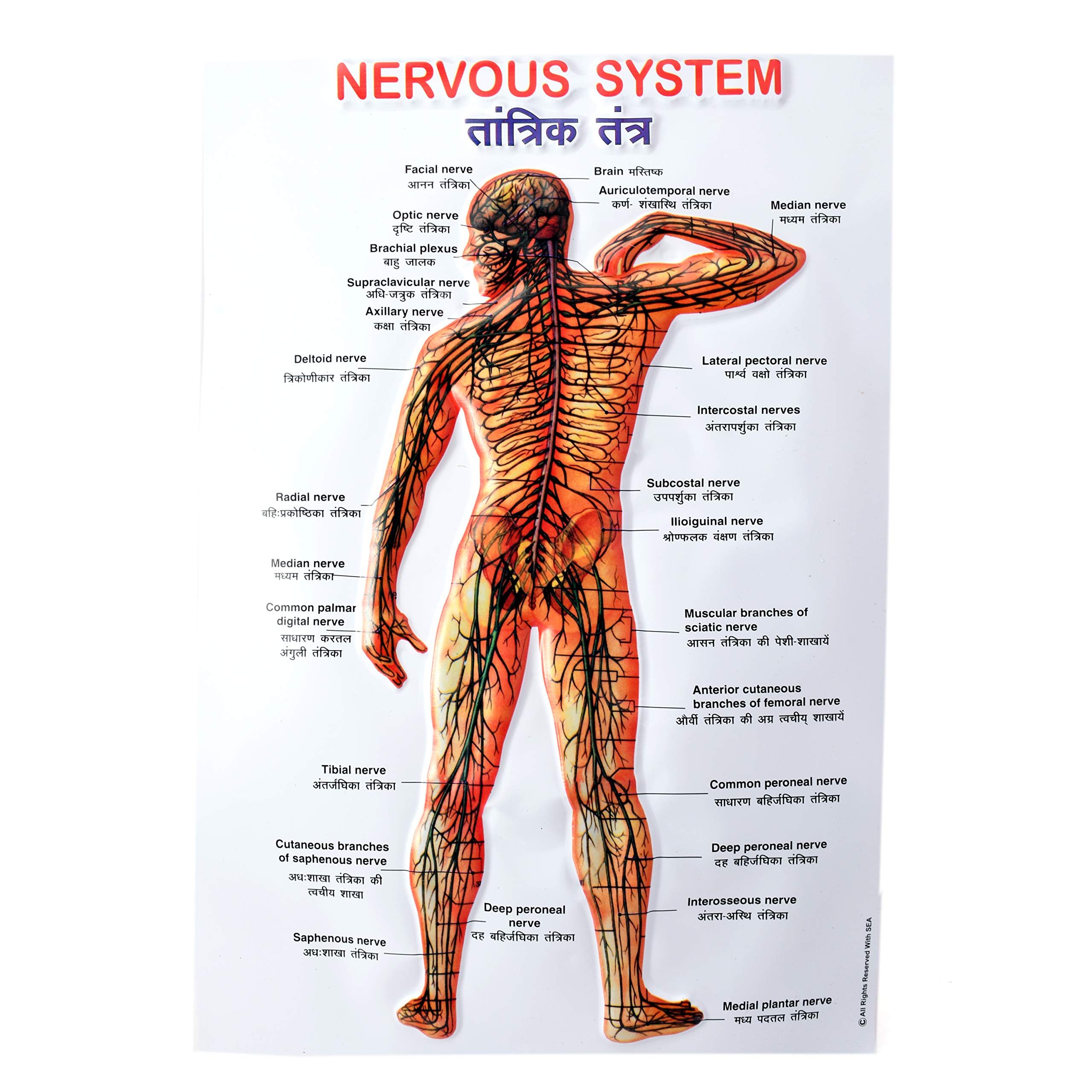 Tini 3D Human Physiology Educational Learning Wall Charts for Students, Teachers, Schools | Digestive System, Brain, Skeleton, Reproductive System, Kidney, Circulation of Blood, Heart, Eye, Ear, Nervous System | Pack of 10 Wall Chart – 1 January 2020