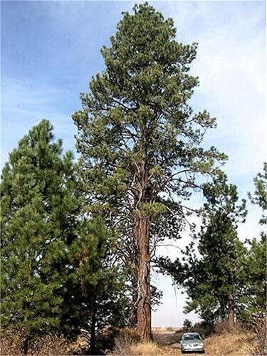 Semillas de árbol de plantas raras Más de 100 semillas de pino ponderosa (Pinus Ponderosa)