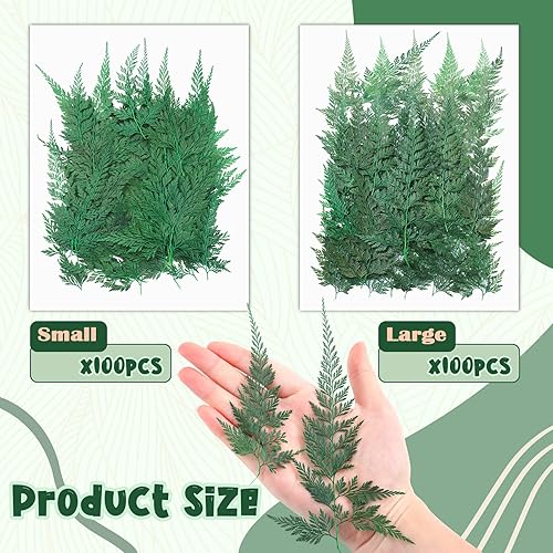 Miniatura 2 de 200 piezas de flores secas prensadas, hojas, flores pequeñas y secas, helechos naturales preservados, hojas secas reales, hojas de plantas para