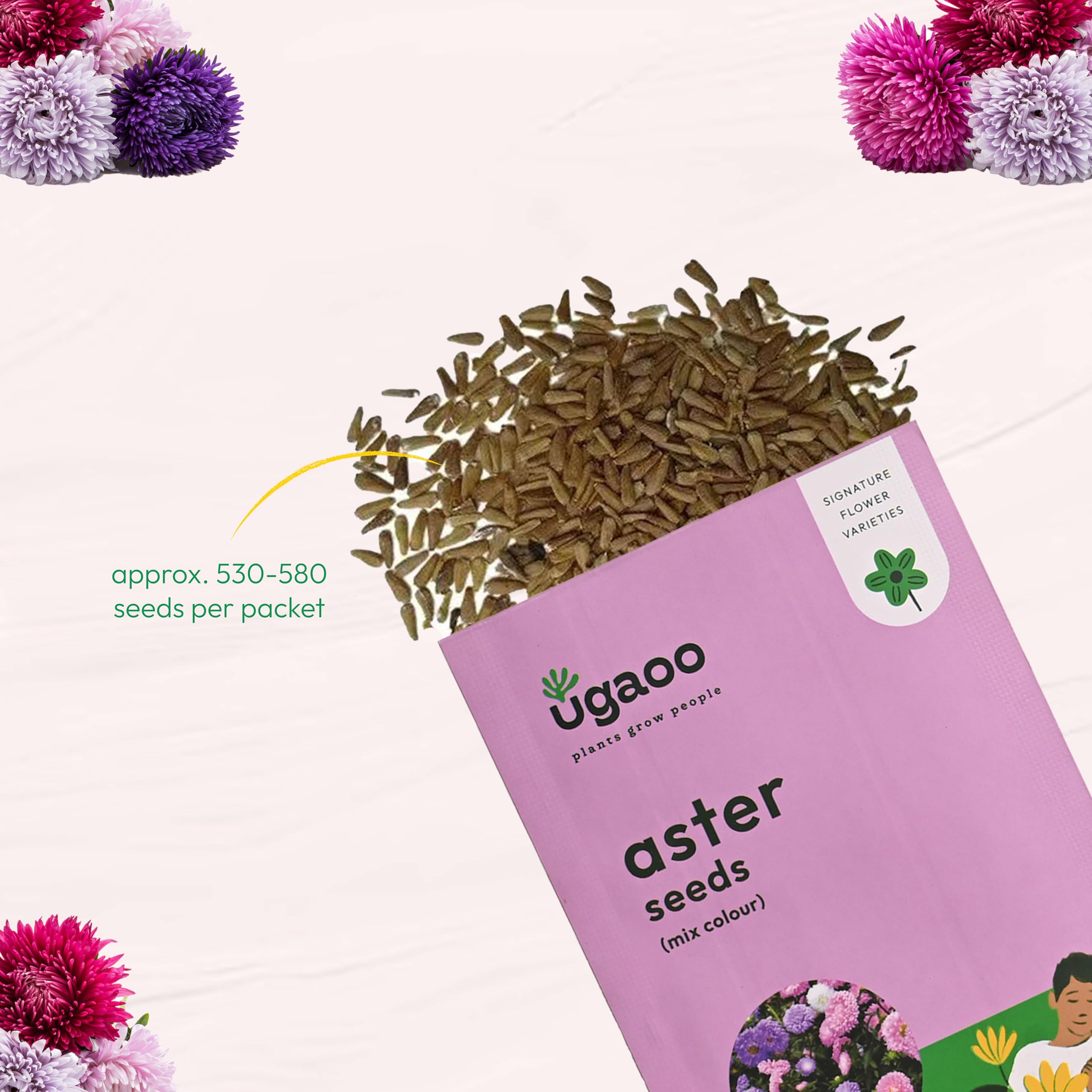 UGAOO Aster Flower Seeds - Multicolor Pack of 200 -2