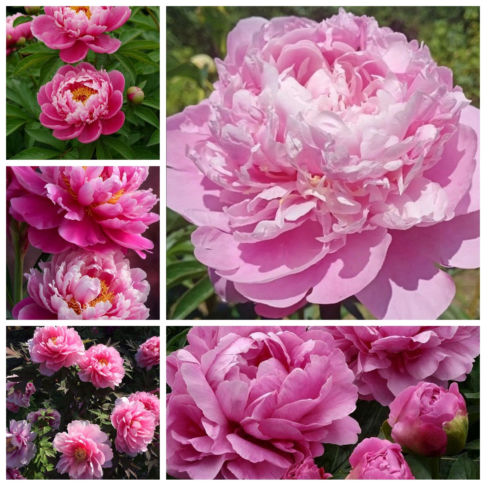 Peony Bulbs for Planting Now,Fragrant, Hardy Herbaceous Perennials, Garden Displays-4 Bulbs-D