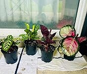 Review Image by Jessica Jessica