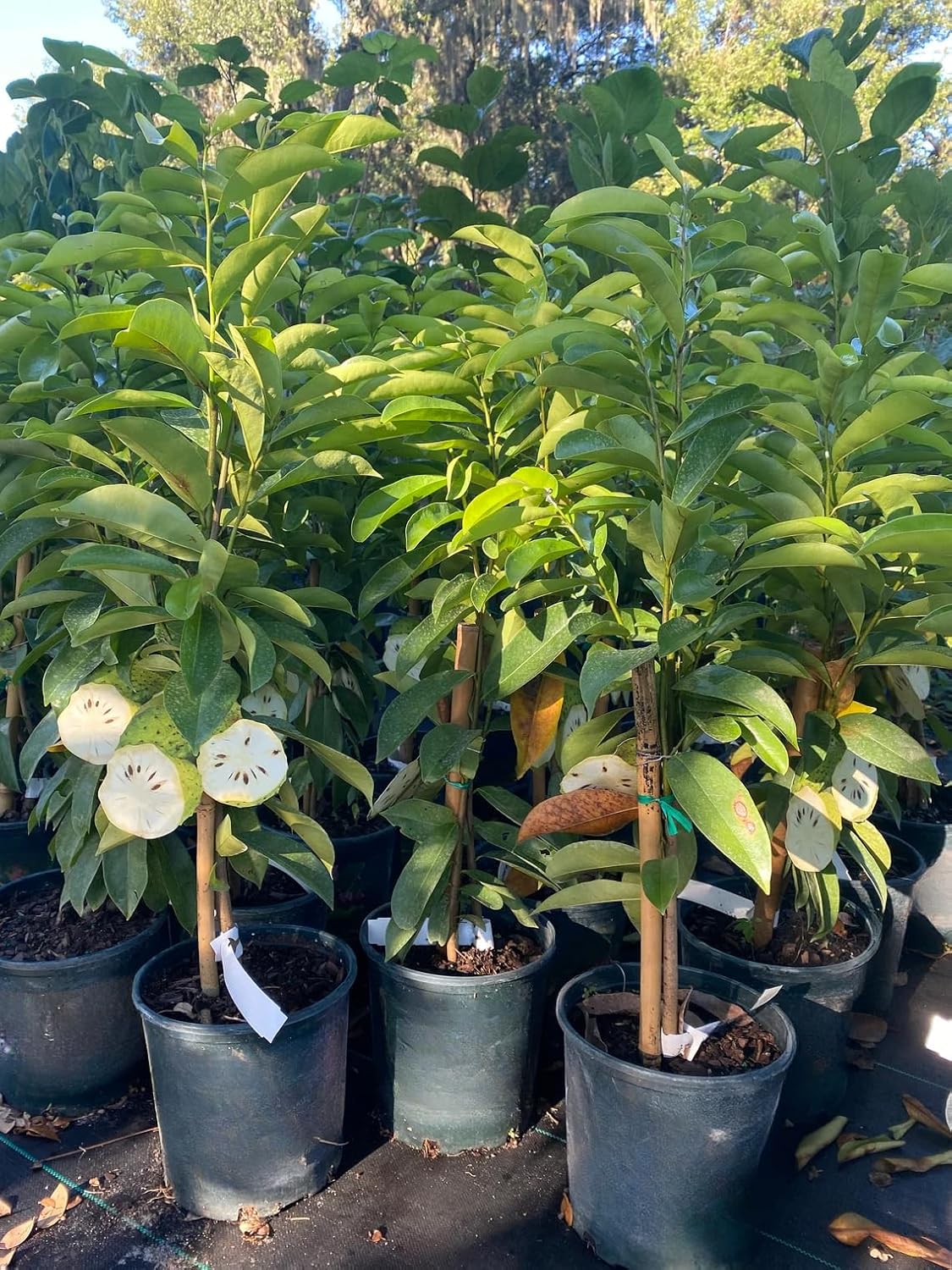 No CA, Sweet Giant Soursop Tree Live Plant in 1 Gallon Pot, 2-3 Feet Tall, Guanabana Annona Muricata Seedling Plants for Zones 10-11 Planting