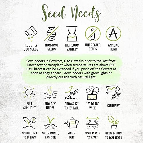 Miniatura 8 de Seed Needs Semillas de albahaca para plantar hierbas italianas de hojas grandes, reliquia sin OMG y sin tratar, cultiva un jardín de hierbas