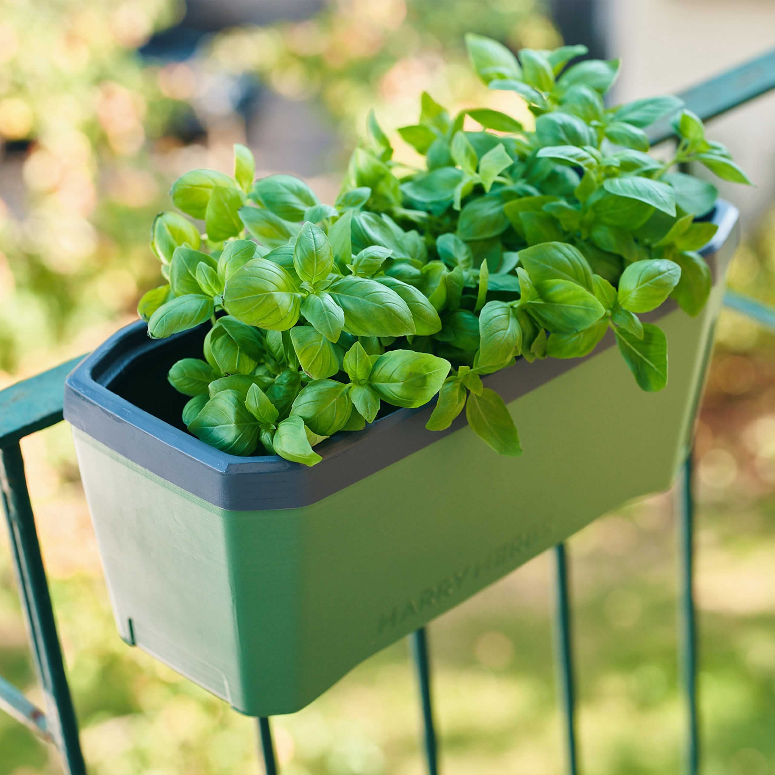Gusta Garden Harry Herbs 4-w-1 doniczka na zioła ciemnozielona - doniczka do roślin - zdejmowana pokrywka i system samonawadniający - zbiornik na wodę 0,5L i pojemność na glebę 5L