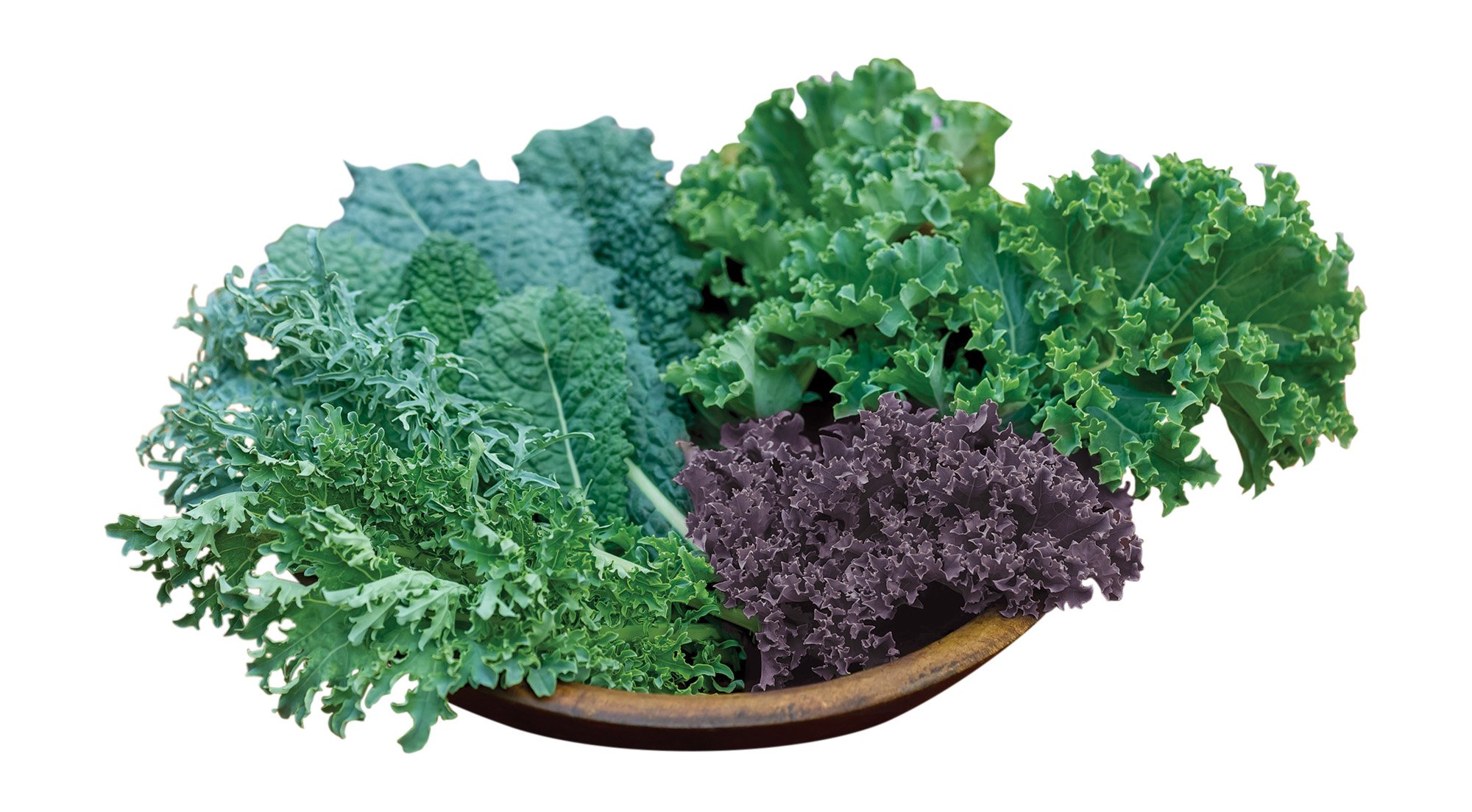 Burpee Kale Blend Kale Seeds 100 seeds
